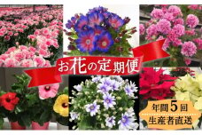 モリヒロ園芸が育てたお花の定期便（年間5回）