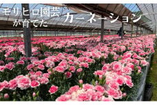 モリヒロ園芸が育てたカーネーション