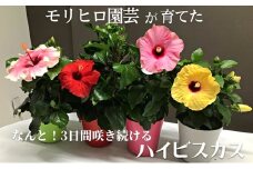 モリヒロ園芸が育てた3日間咲き続けるハイビスカス