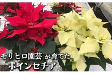モリヒロ園芸が育てたポインセチア