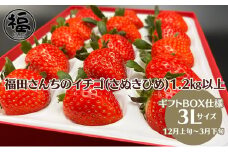 福田さんちのイチゴ(さぬきひめ) 3L サイズ 1.2kg以上 ギフトボックス3箱【配送不可：北海道、沖縄、離島エリア】苺 農園直送 いちご採れたて直送 果物 フルーツ 