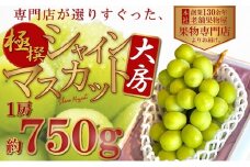 【2025年8月中旬より順次発送】 極撰！大房シャインマスカット 1房（約750g） 果物 ぶどう フルーツ 飴色 輝く 高糖度 風味 果皮 口どけ パリッ ジューシー 果肉 種なし パクパク 老舗 果物屋