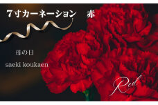 【2025母の日 先行予約】7寸カーネーション　赤 母の日ギフト 花 フラワー  植物 お花 贈り物 珍しいカーネーション 底面給水 母の日のプレゼント 