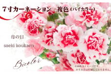 【2025母の日 先行予約】7寸カーネーション　複色（バイカラー）母の日ギフト 花 フラワー 植物 お花 贈り物 珍しいカーネーション 底面給水 母の日のプレゼント 