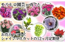 モリヒロ園芸が育てたお花とトマトとシャインマスカットの12ヶ月定期便