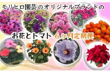 モリヒロ園芸のオリジナルブランドのお花とトマト6ヶ月定期便