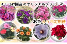 モリヒロ園芸のオリジナルブランドのお花6ヶ月定期便