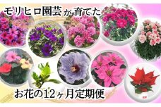 モリヒロ園芸が育てたお花の12ヶ月定期便