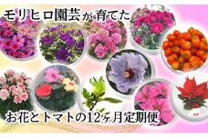 モリヒロ園芸が育てたお花とトマトの12ヶ月定期便
