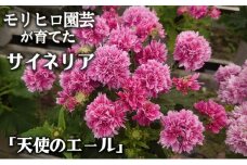 モリヒロ園芸が育てたサイネリア「天使のエール」