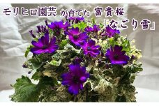 モリヒロ園芸が育てた富貴桜「なごり雪」