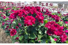 モリヒロ園芸が育てた富貴桜「さくやひめ」