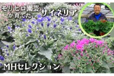 モリヒロ園芸が育てたサイネリア「MHセレクション」