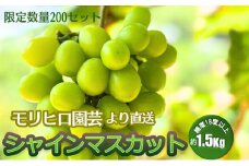 数量限定 モリヒロ園芸が育てたシャインマスカット 約1.5kg（2房） フルーツ ぶどう