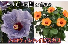 モリヒロ園芸が育てた「ハロウィンハイビスカス」