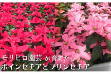 モリヒロ園芸が育てたポインセチアとプリンセチア