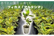 モリヒロ園芸が育てたフィカス「アルテシマ」