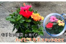 モリヒロ園芸が育てたハイビスカス スタンド仕立て