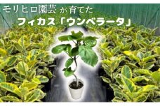 モリヒロ園芸が育てたフィカス「ウンベラータ」
