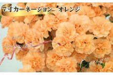 【2025母の日 先行予約】7寸カーネーション　オレンジ 母の日 ギフト 花 フラワー  植物 お花 贈り物 珍しいカーネーション 底面給水 母の日のプレゼント 