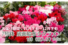 7号鉢 底面給水 シクラメン 1鉢（箱入り）