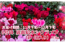 6号鉢 底面給水シクラメン 1鉢（箱入り）