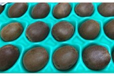 香川県オリジナルキウイ「さぬきエンジェルスイート」約2.4kg  果実 甘い 讃岐 くだもの ジューシー フルーツ 果物詰合せ 