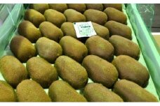 香川県オリジナルキウイ「香緑（こうりょく）」約3kg  果実 キウィ 甘い 讃岐 フルーツ 果物詰合せ 