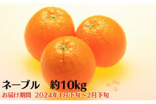 ネーブル　約10kg 果物類 柑橘類 フルーツ ネーブルオレンジ オレンジ 