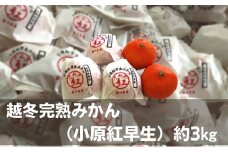 越冬完熟みかん（小原紅早生）約3kg 果物類 柑橘類 フルーツ ミカン 早生みかん 