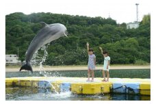 イルカのトレーナー体験 ペア 入場券付き【体験 イルカ ドルフィン 日本ドルフィンセンター 香川県 さぬき市】