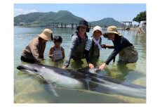 ふれあいビーチ体験 ペア 入場券付き【体験 イルカ ドルフィン 日本ドルフィンセンター 香川県 さぬき市】