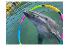 イルカとあそぼぉ体験 ペア 入場券付き【体験 イルカ ドルフィン 日本ドルフィンセンター 香川県 さぬき市】