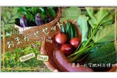 【農薬・化学肥料不使用】旬のお野菜おまかせセット 6～7品