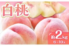 先行予約 白桃 桃 もも 約2kg 6-10玉入り | 香川県産 果物 くだもの フルーツ ジューシーな果汁と果肉が自慢