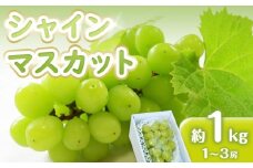 先行予約 シャインマスカット 1kg　(1～3房)【香川県産 大粒 種なし 葡萄 ぶどう フルーツ 国産 旬の採れたて  数量限定】