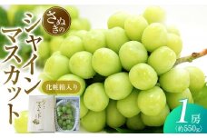 【7月下旬頃～発送】シャインマスカット 約550g (1房) 化粧箱入り