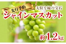 【8月中旬頃～発送】シャインマスカット 約1.2kg (2房～3房)