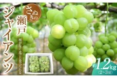 【8月下旬頃～発送】瀬戸ジャイアンツ 約1.2kg