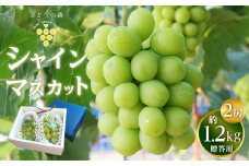 シャインマスカット 約1.2kg （2房）【果物 くだもの フルーツ ぶどう 葡萄 2房 ギフト プレゼント 贈答用 香川県 さぬき 】