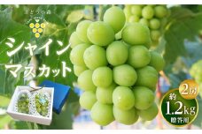 シャインマスカット 約1.2kg （2房）【果物 くだもの フルーツ ぶどう 葡萄 2房 ギフト プレゼント 贈答用 香川県 さぬき 】