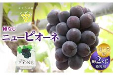 ニューピオーネ 種無し ピオーネ 約2kg 4～5房 【ぶどう 葡萄 果物 くだもの フルーツ 甘い ジューシー ギフト プレゼント 贈答用 香川県 さぬき 】