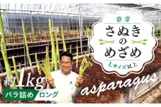 【2月下旬頃～発送】カトちゃんさぬきのめざめロング 春芽 1kg バラ詰め