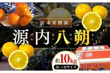 【3月中旬頃～発送】八朔 約10kg 宮本果樹園 源内八朔