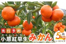 【11月下旬頃～発送】小原紅早生みかん 約5kg