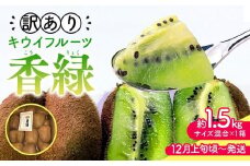 【12月上旬頃～発送】訳あり 香緑キウイ 約1.5kg