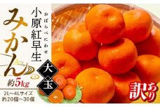 【11月下旬頃～発送】訳あり 小原紅早生みかん (大玉) 約5kg