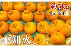 【2月下旬頃～発送】不知火 (しらぬひ) 約5kg