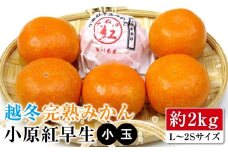 【1月中旬頃～発送】越冬完熟みかん 小原紅早生 約2kg