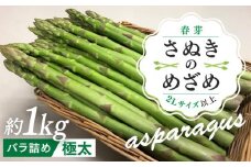 【2月下旬頃～発送】カトちゃんさぬきのめざめロング 春芽 1kg 極太 2L以上